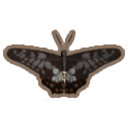 Swallow-Tail Butterfly