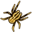 Wolf Spider