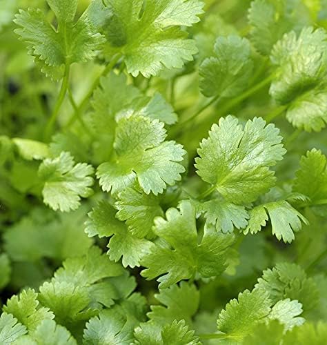 Cilantro
