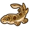 Raja Ampat Shark