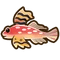 Ruby Red Dragonet