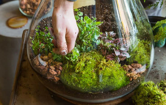 STEP 5: Prep & plants your plants