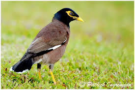 Common Myna