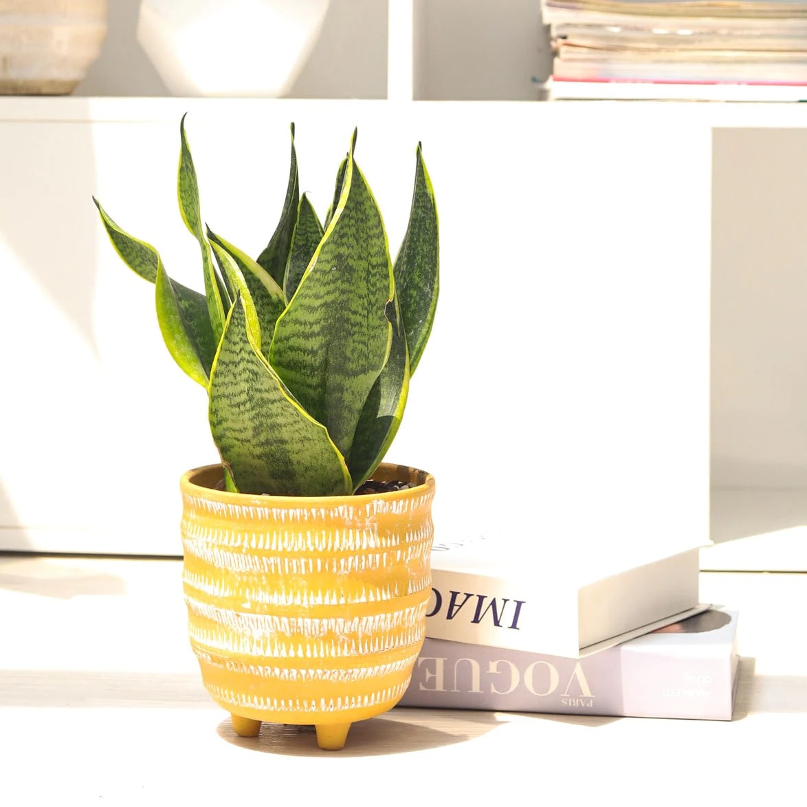 Sansevieria (Snake Plant)