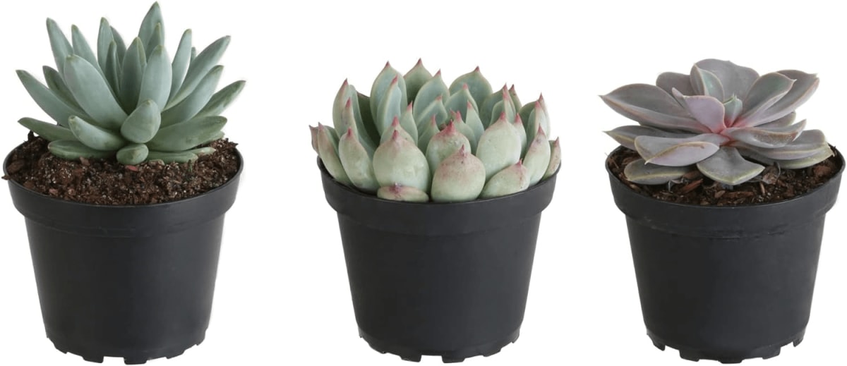 Echeveria