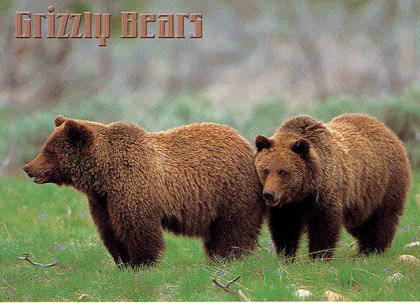 Grizzly Bear Pair