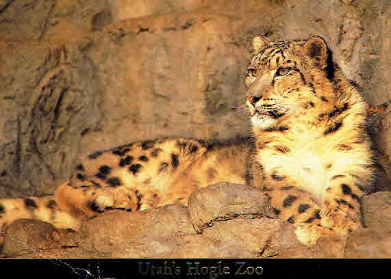 Hogle Zoo Snow Leopard