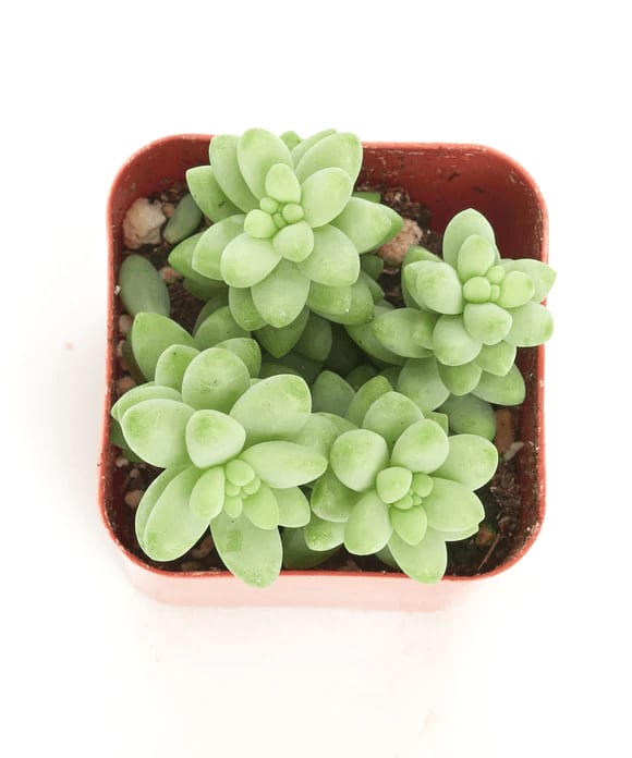 Sedum Morganianum (Burro’s Tail)