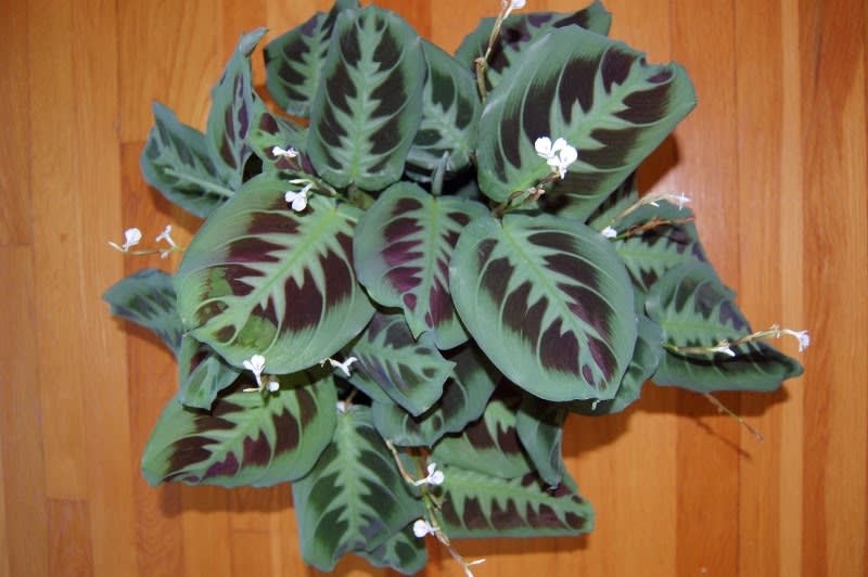 Prayer Plant (Maranta leucoreura)