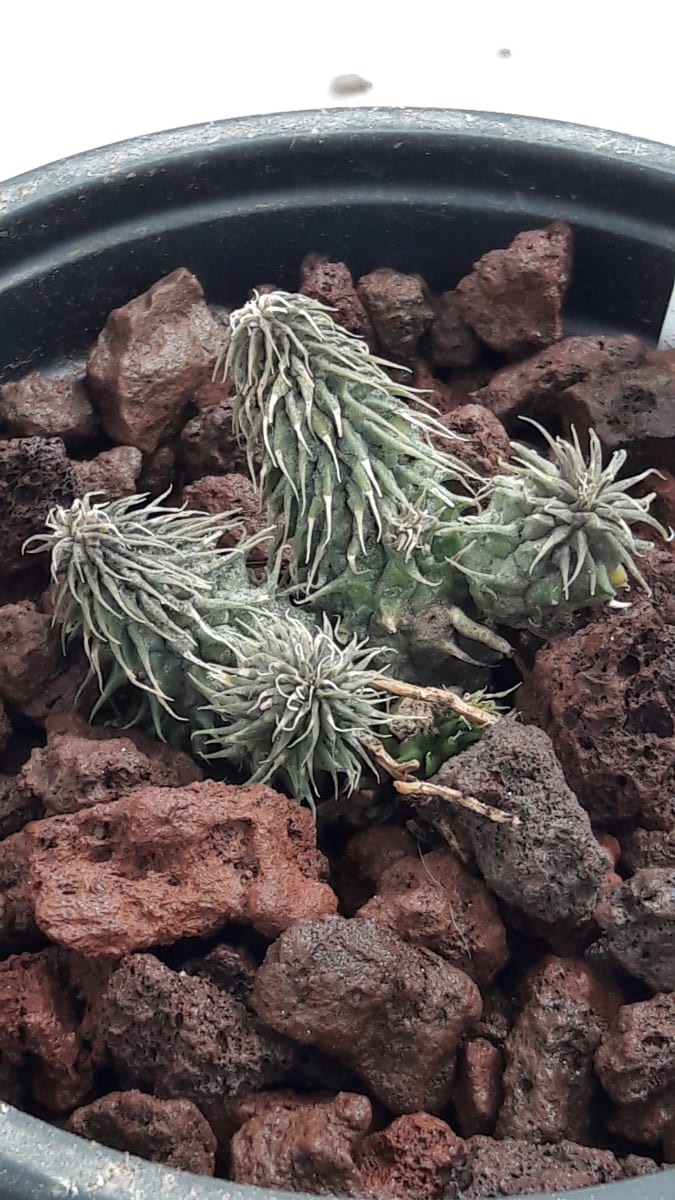 Huernia Pillansii