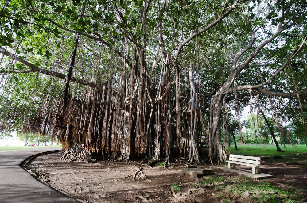 Check out the Banyan Trees