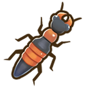 Rove Beetle