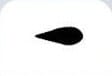 Angelfish