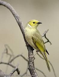 White-plumed Honeyeater