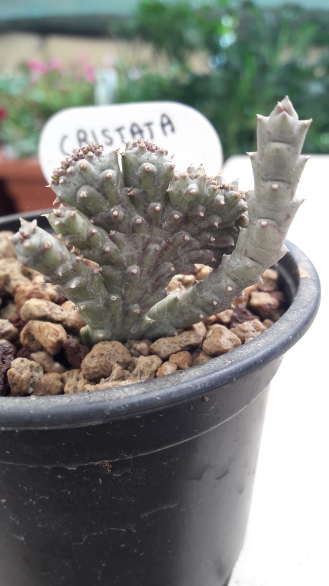 Huernia Cristata