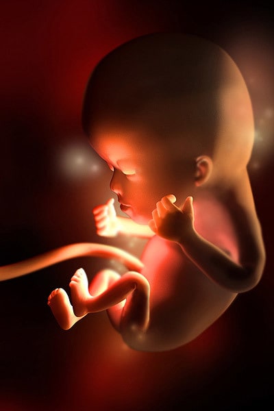 Fingernails, toenails, and bones are forming, and a fine layer of hair covers most of her body.