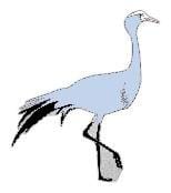 Blue Crane