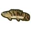 Saddled Bichir