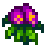 Sweet Pea