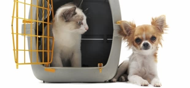 Organize transport for pets