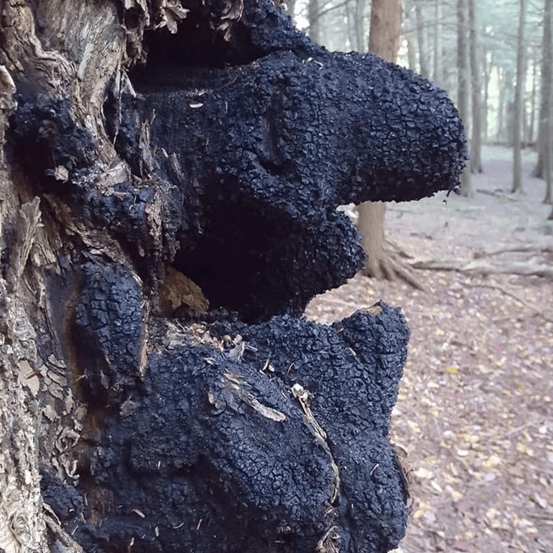 Chaga Mushroom Spores