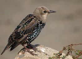 Common Starling