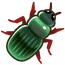 Harpalus Beetle
