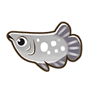Silver Arowana