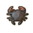 Mud Crab