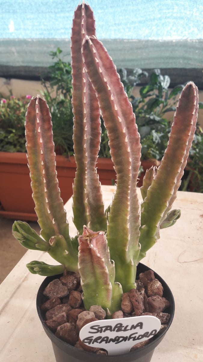 Stapelia Hirsuta