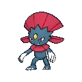 Weavile