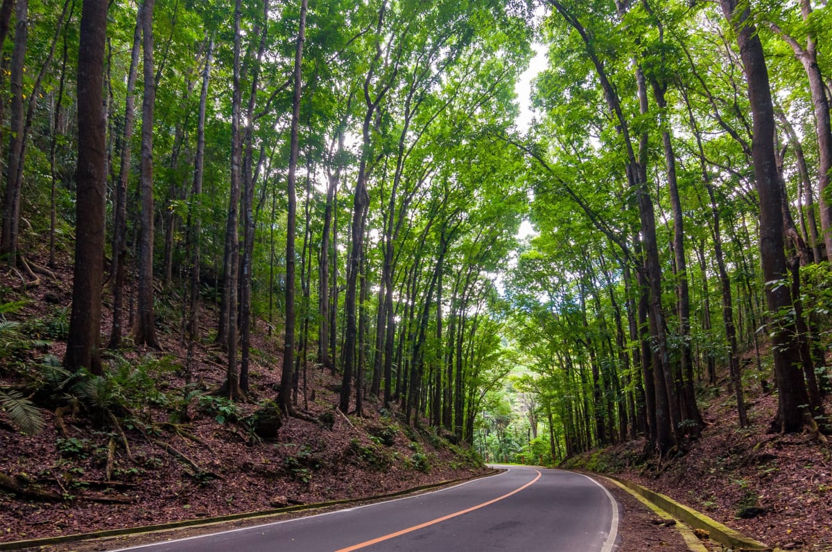 Man Made Forest