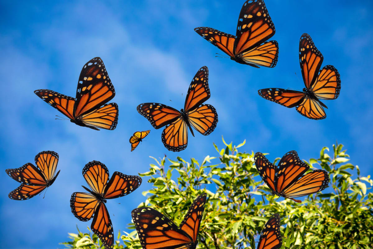 The Ultimate List of Butterfly Parks in the United States