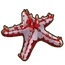 Red Knob Starfish