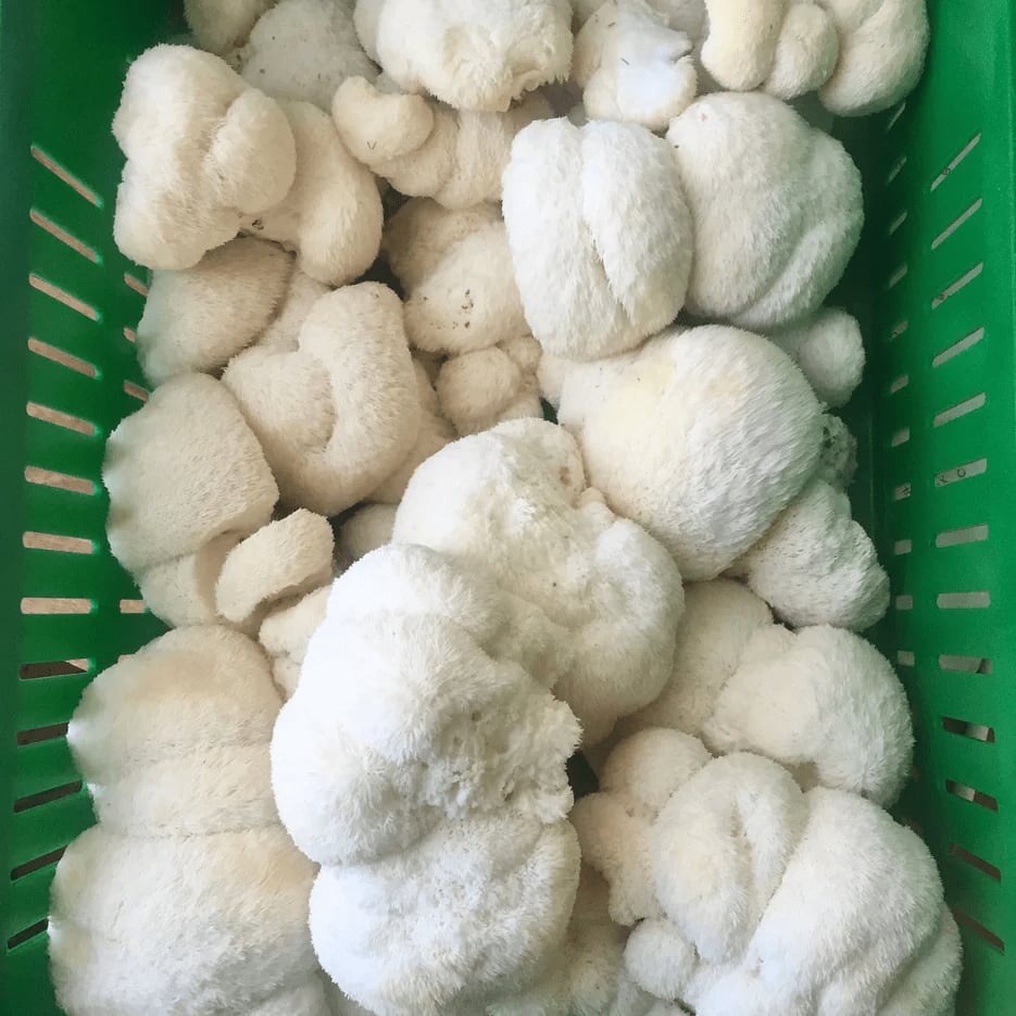 Lion's Mane Mushroom Spores