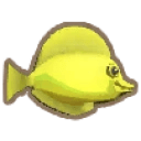Yellow Tang