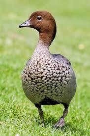 Australian Wood Duck