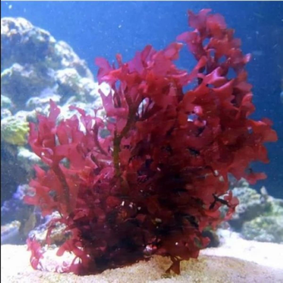Pom Pom Gracilaria