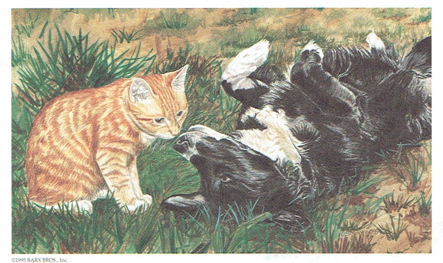 Black & White Puppy and Orange Tabby Kitten
