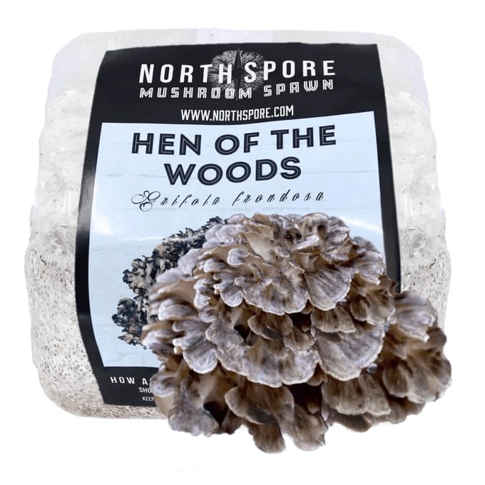 Maitake (Hen of the Woods) Spores