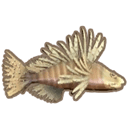 Lionfish
