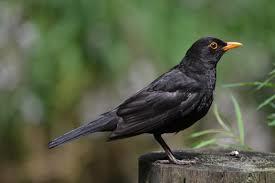 Common Blackbird