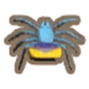 Peacock Spider