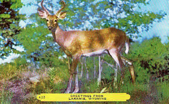 Laramie Wyoming Deer