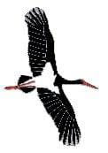 Black Stork