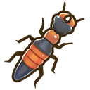Rove Beetle