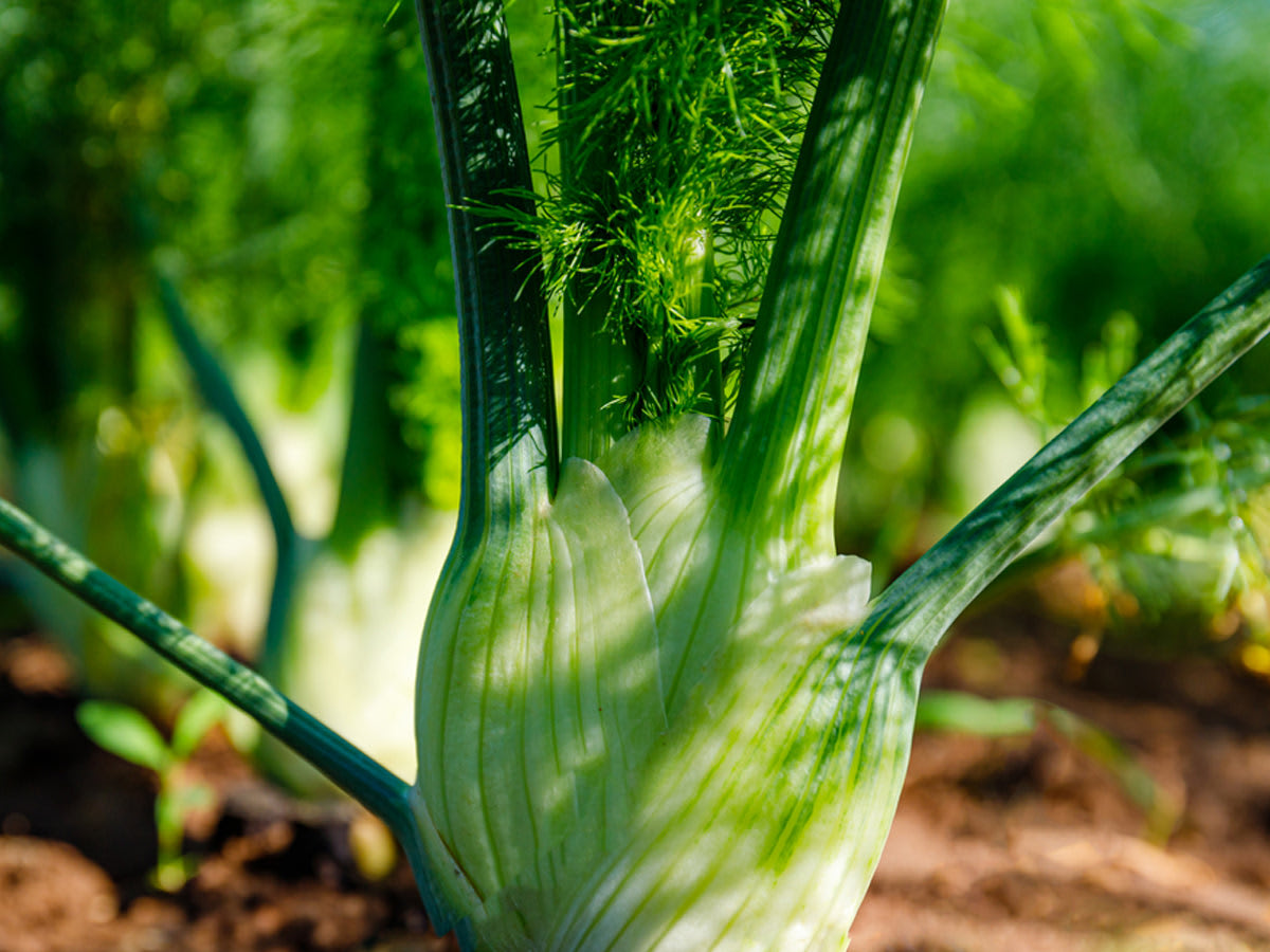 Fennel