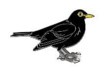 Blackbird 3