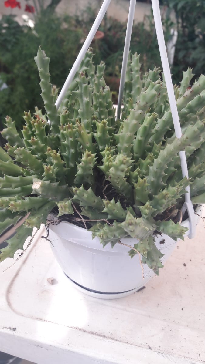 Stapelia Variegata Enana