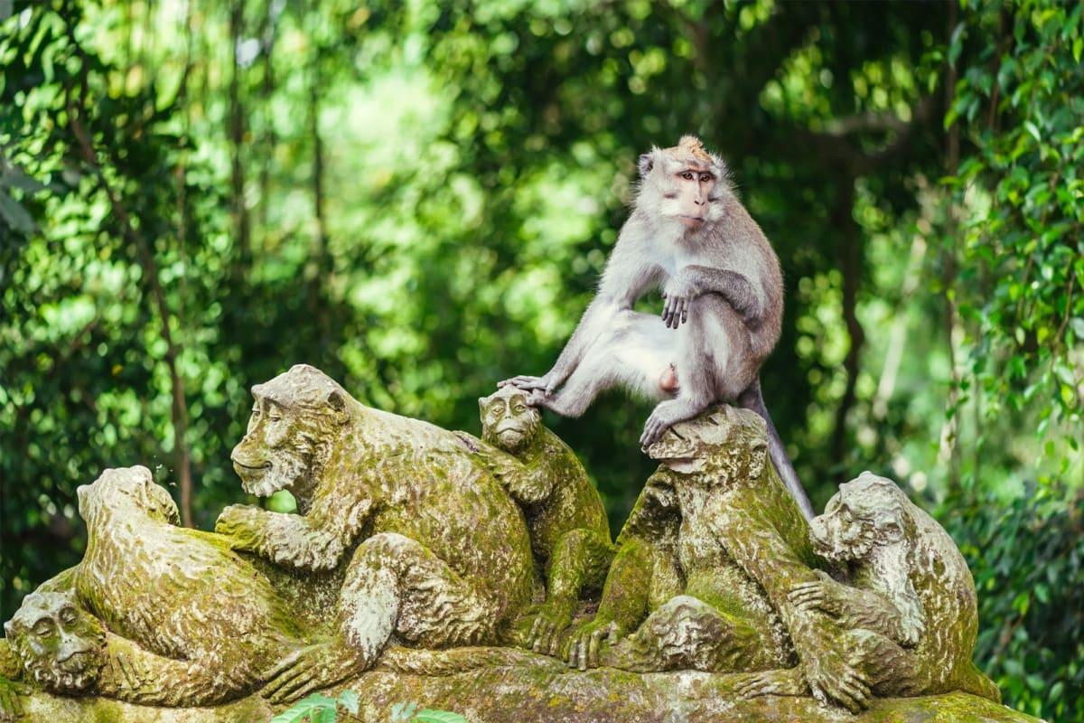 Visit the Sacred Monkey Forest